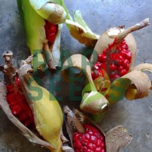 Alocasia balgoyi seeds