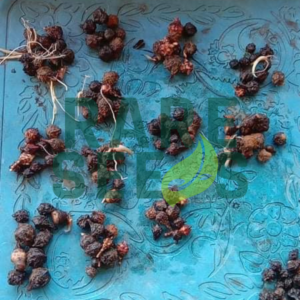 Alocasia carpet corms