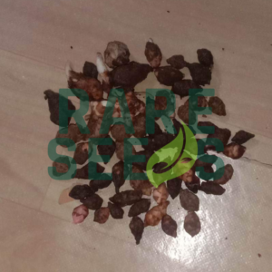 Alocasia jacklyn corms