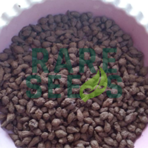 Alocasia macrorrhizos corms