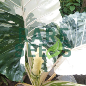 Alocasia macrorrhizos variegated corms