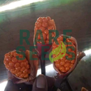 Alocasia suhirmaniana seeds