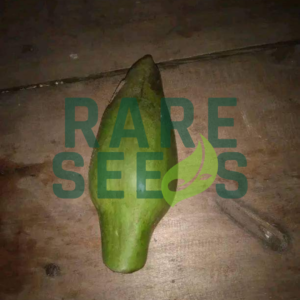 Alocasia yata celebes seeds