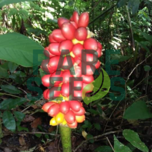 Amorphophallus galbra seeds