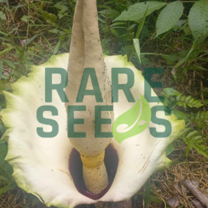 Amorphophallus prainii seeds
