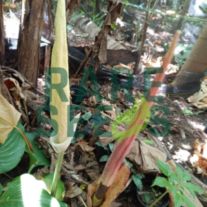 Amorphophallus variabilis seeds