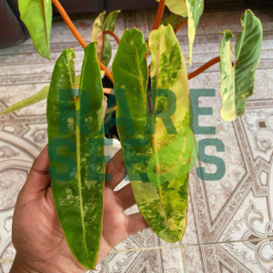 Anthurium billietiae plants