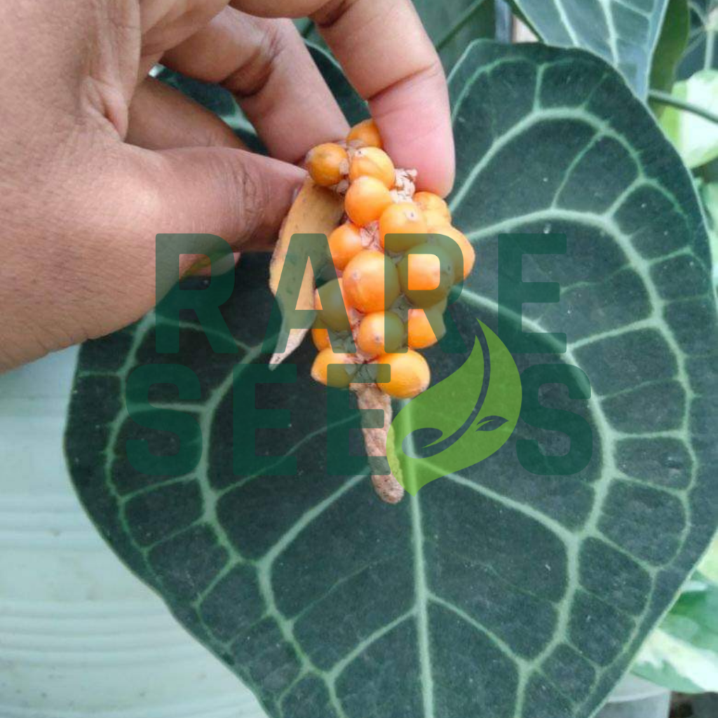 Anthurium clarinervium seeds  Rare Seeds ID - your seeds source