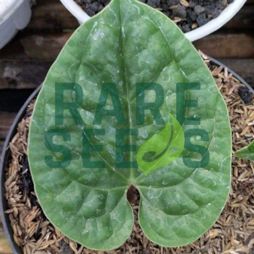 Anthurium luxurians plants
