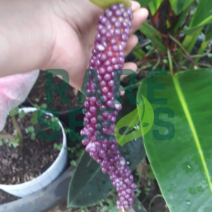 Anthurium wildenowii seeds
