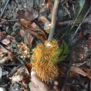 Artocarpus elasticus seeds