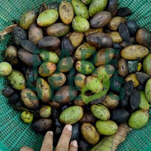 Canarium littorale seeds