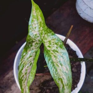 Cyrtosperma beccarianum