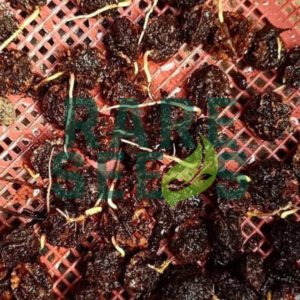 Elaeocarpus pierrei seeds