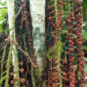 Ficus minahassae seeds