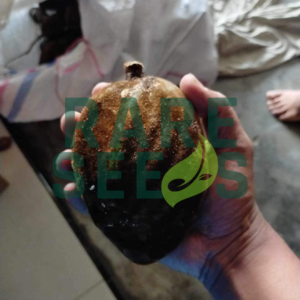 Padbruggea dasyphylla seeds