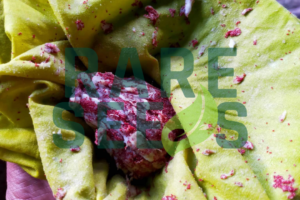Why Rafflesia Arnoldii Seeds Fascinate Collectors Worldwide