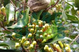 Syzygium Aromaticum: Growing Your Own Clove Tree
