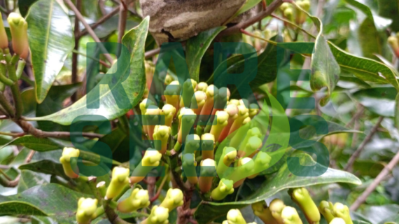 Syzygium Aromaticum: Growing Your Own Clove Tree