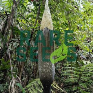 Amorphophallus decus silvae seeds
