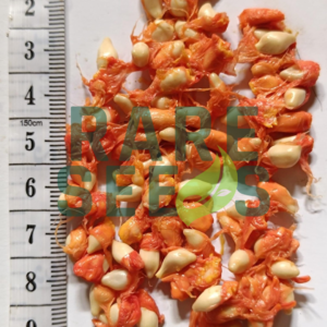 Casearia flavovirens seeds