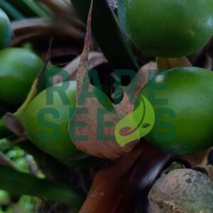 Cycas edentata seeds