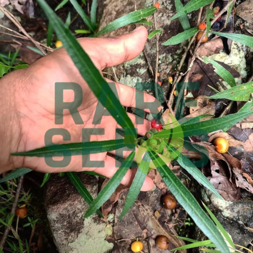 Ficus montana seeds
