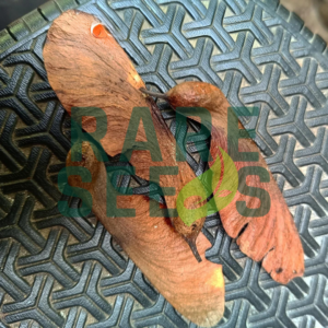 Heritiera javanica seeds