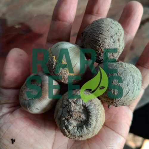 Lithocarpus elegans seeds