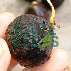 Lithocarpus neorobinsonii seeds