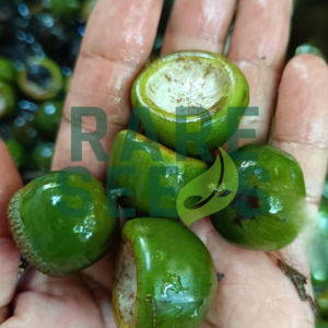 Lithocarpus pseudomoluccus seeds