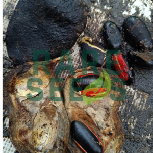 Neesia altissima seeds