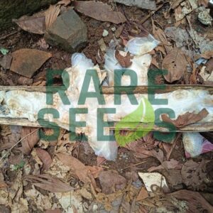 Oroxylum indicum seeds