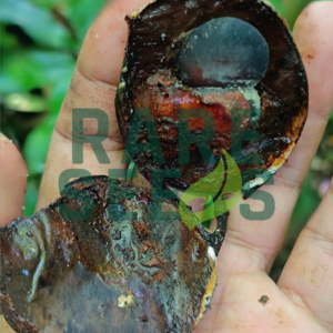 Sindora javanica seeds