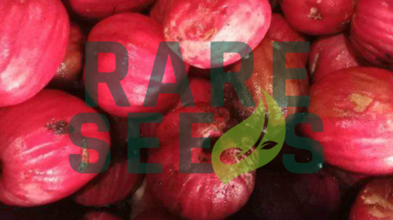 Syzygium Jiewhoei: A Rarely Seen Myrtaceae Species