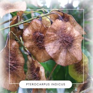 Pterocarpus indicus seeds