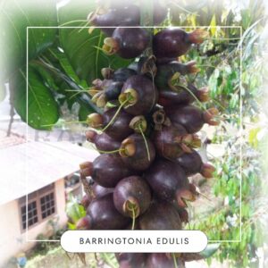 Barringtonia edulis seeds