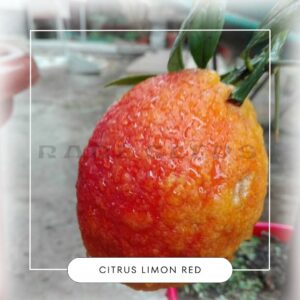 Citrus limon Rosso seeds