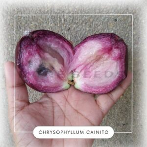 Chrysophyllum cainito seeds