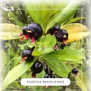Eugenia brasiliensis seeds