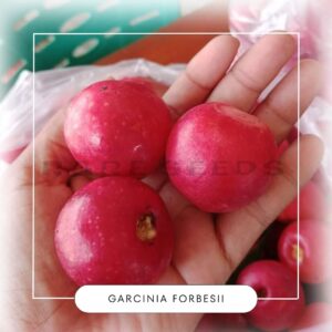 Garcinia forbesii seeds