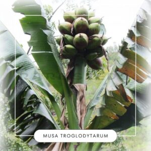 Musa troglodytarum seeds