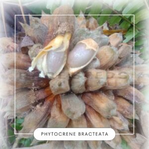 Phytocrene bracteata seeds