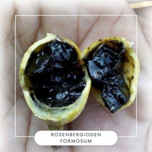 Rosenbergioden formosum seeds