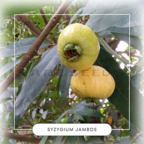 Syzygium jambos seeds