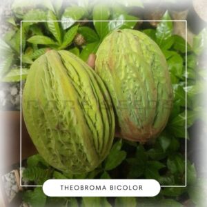 Theobroma bicolor seeds