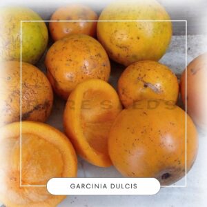 Garcinia dulcis seeds