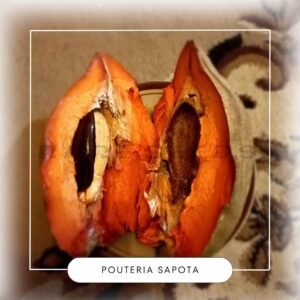 Pouteria sapota seeds