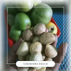 Casimiroa edulis seeds