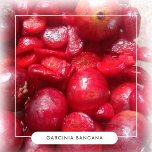 Garcinia bancana seeds